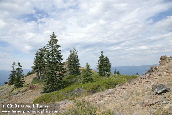 Foxtail Pines & Shasta Red Firs on alpine ridge