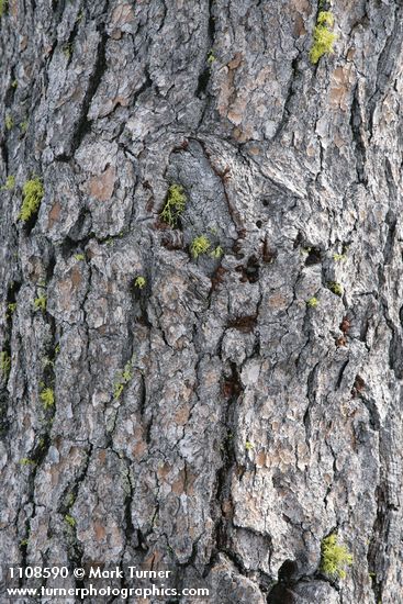 Foxtail Pine bark