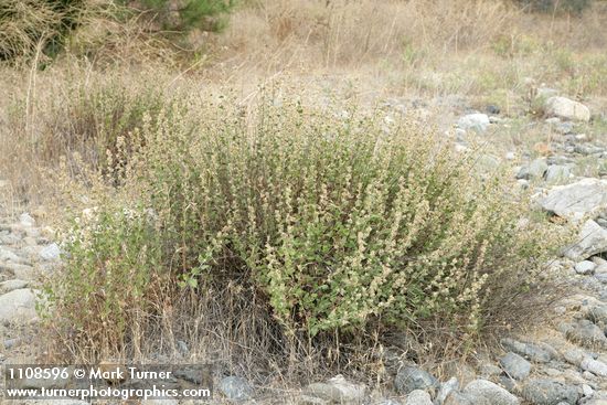 California brickellbush in seed