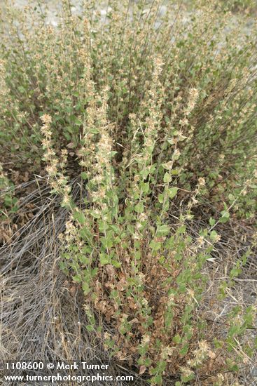 California brickellbush in seed