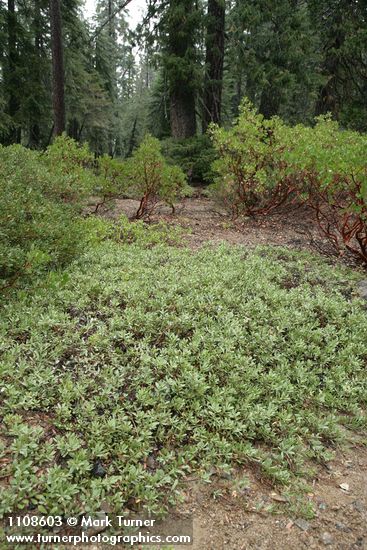 Klamath Manzanita surrounded by Green Manzanita