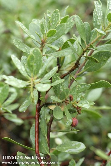 Klamath Manzanita fruit & foliage