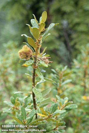 Bush Chinquapin burs & foliage