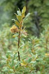 Bush Chinquapin burs & foliage