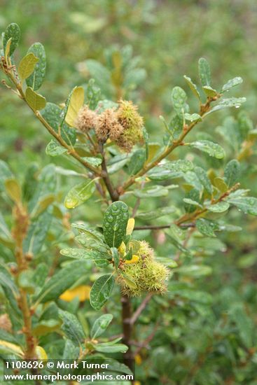 Bush Chinquapin burs & foliage