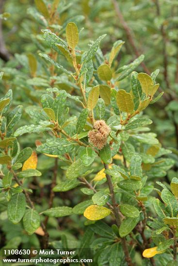 Bush Chinquapin burs & foliage