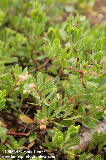 Pinemat Manzanita fruit & foliage