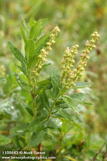 Sierra Laurel foliage & fading blossoms