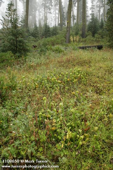 California Pitcher Plants in fen w/ Western White Pines bkgnd