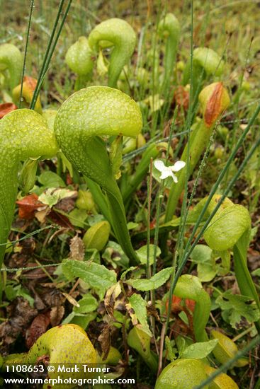 California Pitcher Plants w/ Marsh Grass of Parnassus blossom