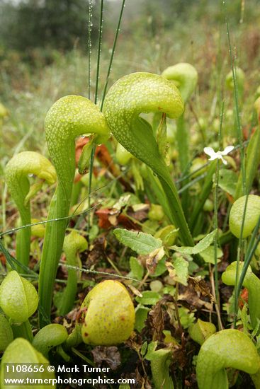 California Pitcher Plants w/ Marsh Grass of Parnassus blossom