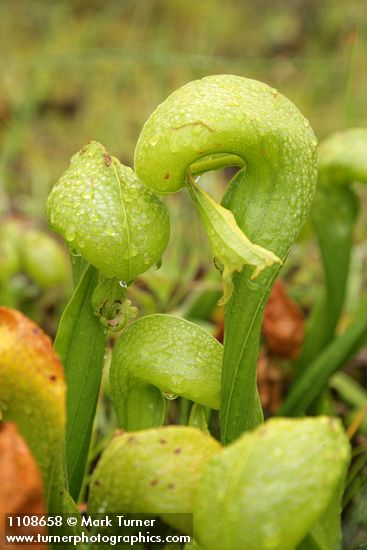 California Pitcher Plants