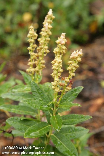 Sierra Laurel foliage & fading blossoms