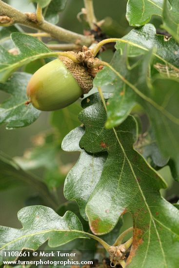Oregon White Oak acorn among foliage