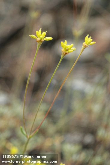 Congdon's Buckwheat blossoms