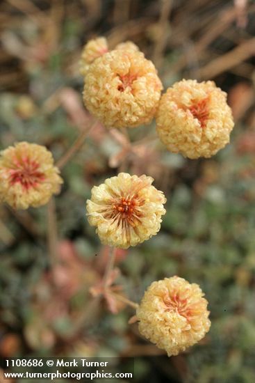 Siskiyou Buckwheat blossoms