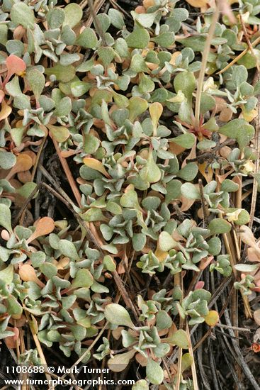 Siskiyou Buckwheat foliage