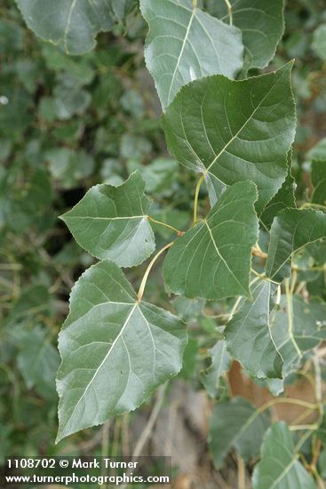 Fremont Cottonwood foliage