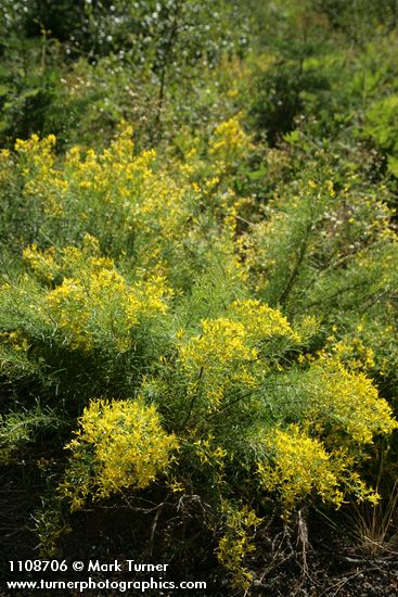 Parry's Rabbitbrush