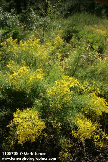 Parry's Rabbitbrush