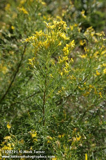 Parry's Rabbitbrush blossoms & foliage