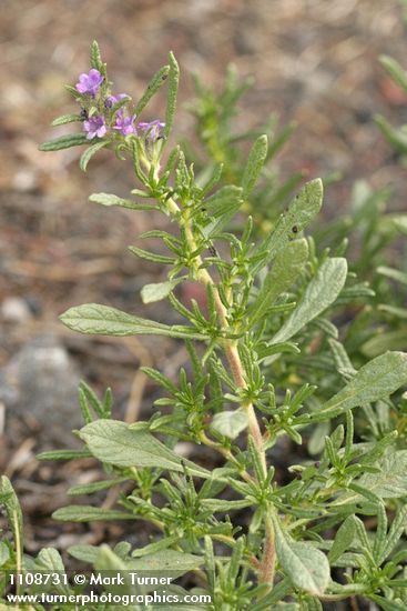 Lobb's Fiddleleaf blossoms & foliage