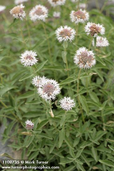 Mountain Monardella blossoms & foliage