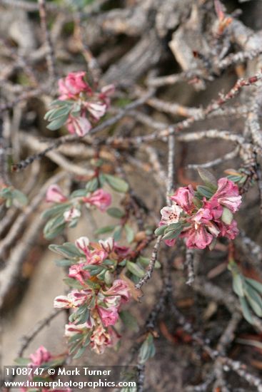 Shasta Knotweed blossoms & foliage