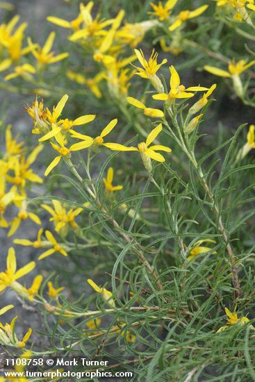 Rabbitbush Goldenweed blossoms & foliage