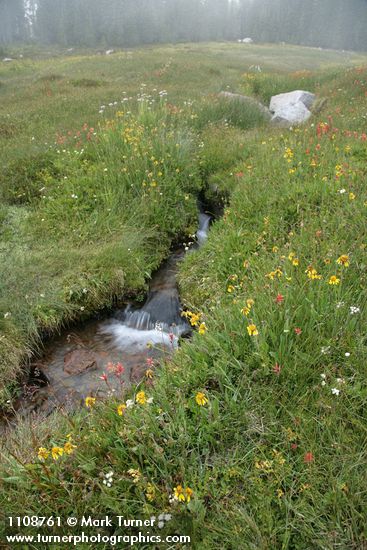 Fading late summer wildflowers along creek in Upper Panther Meadow