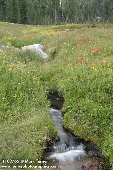 Fading late summer wildflowers along creek in Upper Panther Meadow