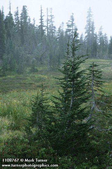 Mountain Hemlocks in Upper Panther Meadow