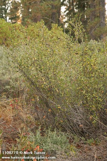 Sierra Coffeeberry in fruit