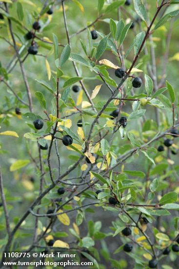 Sierra Coffeeberry fruit & foliage