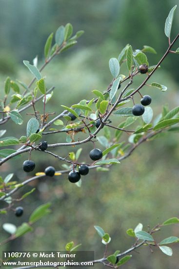 Sierra Coffeeberry fruit & foliage