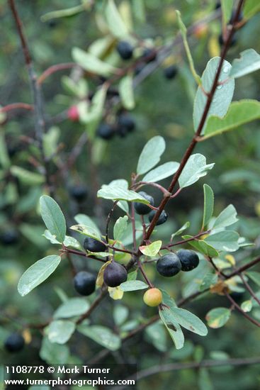 Sierra Coffeeberry fruit & foliage