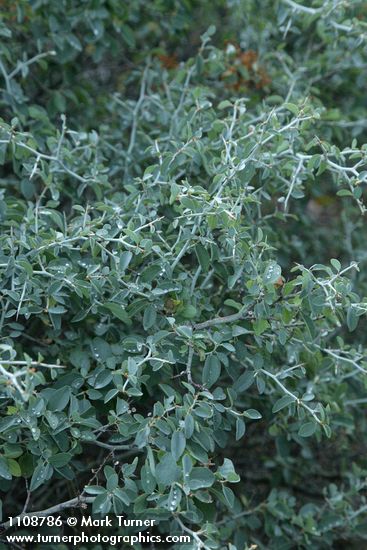Mountain Whitethorn thorny twigs & foliage