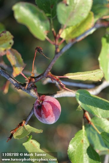 Klamath Plum fruit & foliage