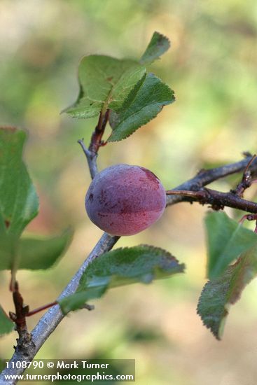 Klamath Plum fruit & foliage