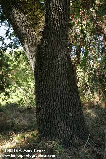Valley Oak trunk
