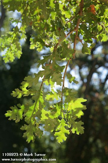 Valley Oak foliage, backlit