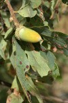 Blue Oak acorn among foliage