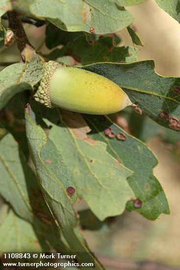 Blue Oak acorn among foliage