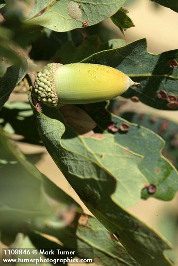 Blue Oak acorn among foliage