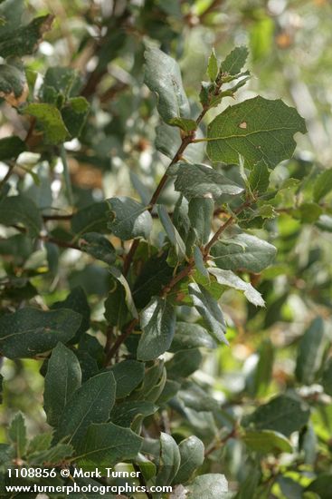 Interior Live Oak foliage