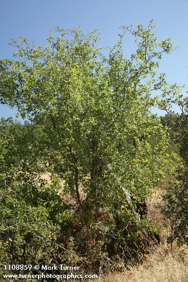 Interior Live Oak, shrub form