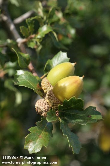 Scrub Oak acorns among foliage