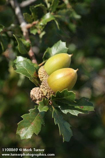 Scrub Oak acorns among foliage