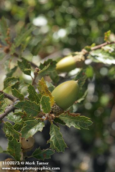 Scrub Oak acorns among foliage