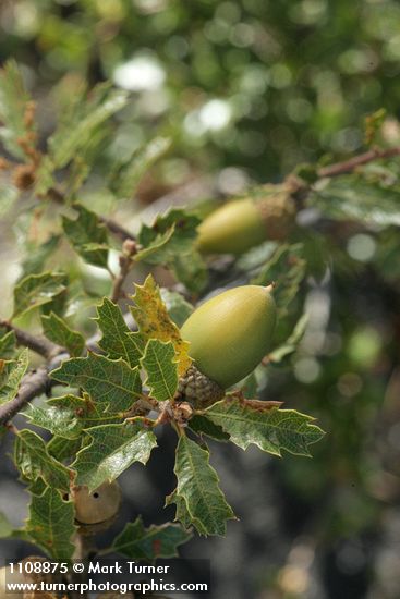 Scrub Oak acorns among foliage